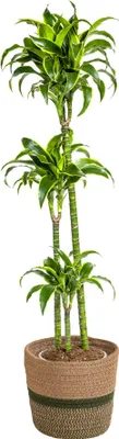 Obrázek produktu pro Dracaena Deremensis Dorado včetně přírodního košíku – výška 120–140 cm – Ø 24 cm – nenáročná pokojová rostlina, která čistí vzduch