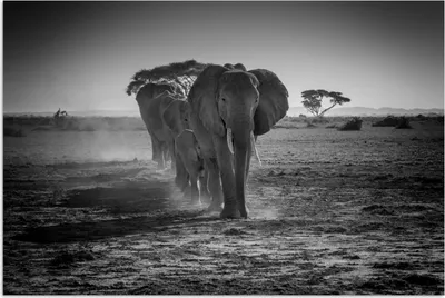 Produktbild von MuchoWow® Poster Elefant - Einfarbig - Tiere - Schwarz - Weiß 90x60 cm - Schlafzimmer