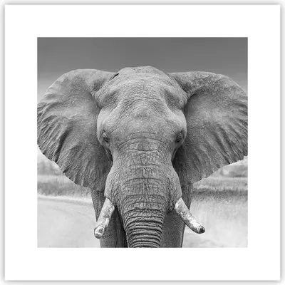 Produktbild von Poster - Poster ohne Rahmen - Elefant Afrika Tier - 30x30 cm - Wand Bild - Wanddeko - Wandbilder - Kunstposter - Wandposter - Bilder - Kunstdruck - Wanddekoration - Wandbild - P2XAC30x30-5072