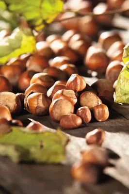 Obrázek produktu pro Líska obecná FloraSelf Corylus avellana květináč 3 l