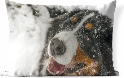 Produktbild von MuchoWow® Outdoor Kissen - Ein Berner Sennenhund unter dem Schnee - 60x40 cm - Wetterfest - Lounge Kissen - Zierkissen - Kissen für Innenräume