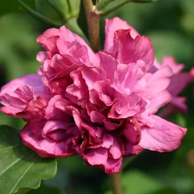 Obrázek produktu pro Ibišek zahradní – Hibiscus syriacus 'Duc De Brabant' | 40–60 cm v květináči