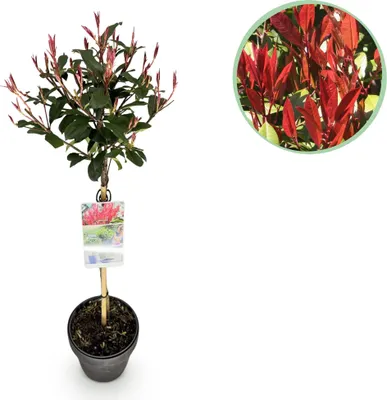 Obrázek produktu pro Fotinia fraseri Carré Rouge – výška 19 cm, výška cca 90 cm – vždyzelená a mrazuvzdorná – zeleno-červené listy – okrasný keř