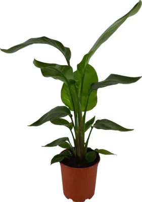 Produktbild von Trendyplants - Strelitzia Nicolai - Paradiesvogelblume - Zimmerpflanze - Höhe 60-80 cm - Topfgröße Ø17cm