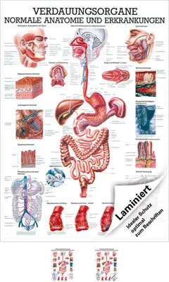 Produktbild von Verdauungsorgane Lehrtafel Anatomie 100x70 cm medizinische Lehrmittel