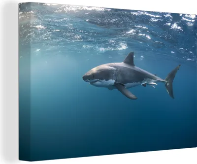 Produktbild von MuchoWow® - Leinwandbilder - Weißer Hai, Wandbild, Wanddeko Bilder Wohnzimmer, 30x20 cm