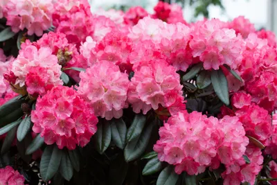 Produktbild von Rhododendron yakushimanum 'Fantastica', rosa-rot, 25–30 cm