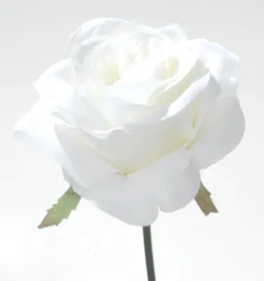Produktbild von 6 x  Rosen Rosenblüten Stiele L19cm weiß  Rosenpick