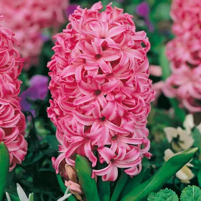 Produktbild von Hyazinthe Blumenzwiebeln Zwiebeln Blumen Hyacinthus Pink Pearl 5 St.