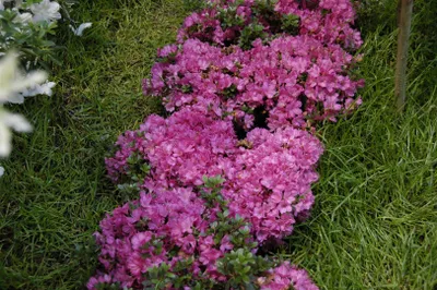 Produktbild von Rhododendron obtusum 'Anne Frank', Azalee, rosa Blüten, 25–30 cm