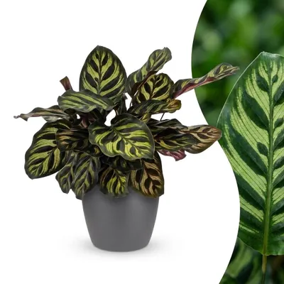 Imagen del producto de Calathea Makoyana - Planta del pavo real - con maceta gris - 25cm - Ø12cm