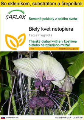 Obrázok produktu pre SAFLAX Kultivačný set - Biely kvet netopiera - Tacca integrifolia - 10 Semená - S mini skleníkom, pestovateľským substrátom a 2 črepníkmi