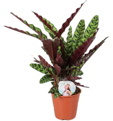 Productafbeelding van JUNAVERA Calathea Lancifolia | In 17 cm Pot