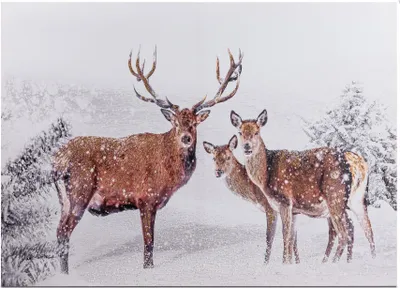 Produktbild von Wandbild Hirschgruppe im Schnee auf Leinwand 50x70cm Formano WA