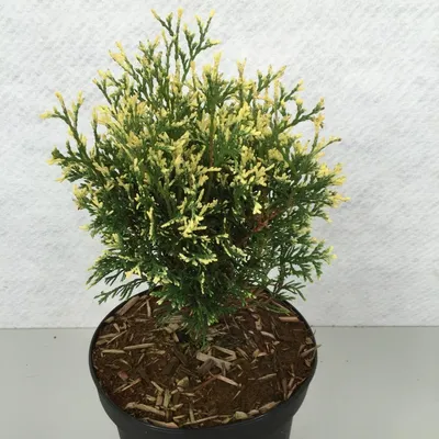 Image de Thuja occ. « Heartland Snow »   - Arbre de vie occidental | 25-30 cm en pot