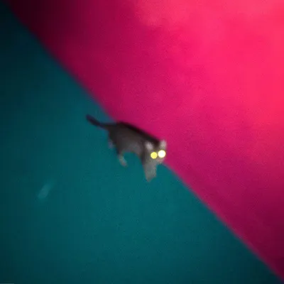 Immagine prodotto di (Chk Chk Chk): Wallop (Edizione limitata) (Vinile verde e rosa) - jpc Schallplatten - (LP / W)