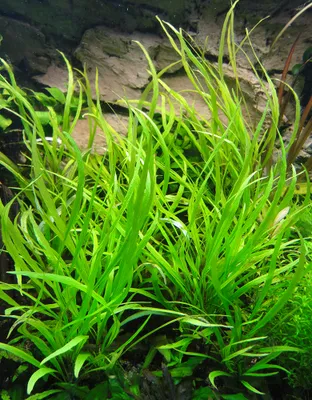 Produktbild von 1 Bund Schmalblättriger Wasserfreund (Hygrophila angustifolia)