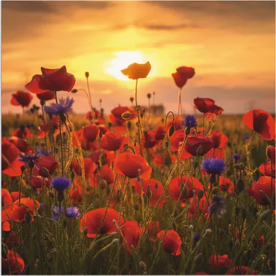 Produktbild von ARTland Wandbild Alu für Innen & Outdoor Mohnblumen im Abendlicht Größe: 50x50 cm