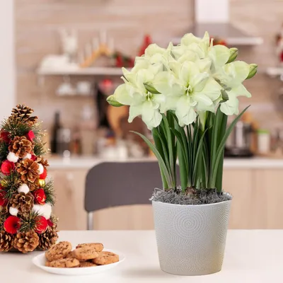 Productafbeelding van Amaryllisbol 'Marilyn' - 1 grote bloembol (26/30) - Exclusieve bollen - Echte planten uit Nederland - Hippeastrum (geen zaden, geen was en niet kunstmatig)