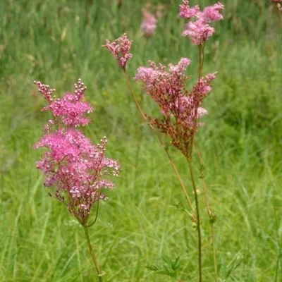 Obrázek produktu pro 6 x Červeně kvetoucí laskavec - Filipendula purpurea | Květináč 9cm x 9cm