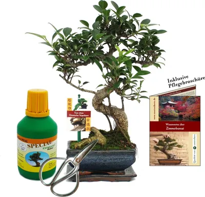Image de Coffret Bonsaï Bonsaï "Ficus" - Figuier chinois - ca. 6 ans - set débutant