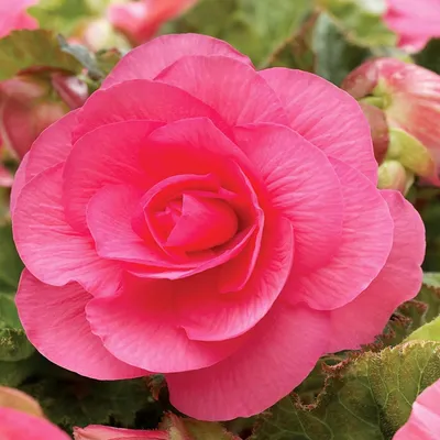 Produktbild von Begonie Blumen Blumenknolle Garten Töpfe Blüten Gefüllte Begonie Pink 1 St.