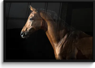 Produktbild von MuchoWow® MuchoWow® Gerahmtes Poster Pferd - Tiere - Nacht - Schwarz 90x60 cm - Poster mit zchwarzem Bilderrahmen - Fotorahmen - Foto-Plakat