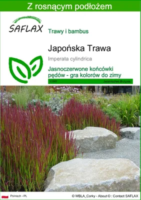 Zdjęcie produktu dla SAFLAX - Japońska Trawa - 50 Nasiona - Z podłożem uprawowym wolnym od zarazków - Imperata cylindrica