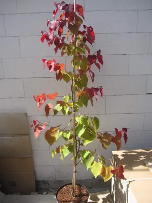 Produktbild von Cercis canadensis Eternal Flame - Kanadischer Judasbaum - 150-175cm