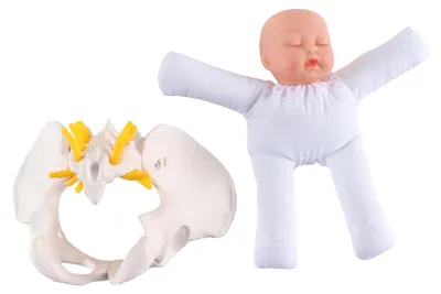 Beckenmodell mit Baby-Geburtssimulator, PVC, 13,5 x 9 x 7 cm