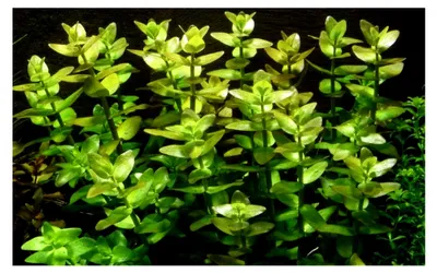Produktbild von Aquarium Pflanze Bacopa caroliniana
