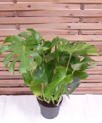 Produktbild von [Palmenlager] XL Monstera deliciosa - Fensterblatt - 90/100 cm - Pot 21 cm Ø - Zimmerpflanze