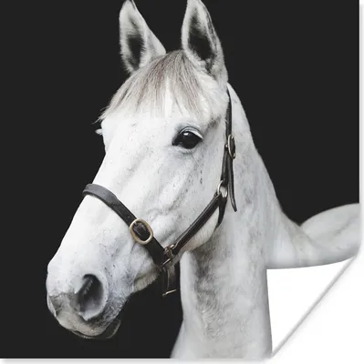 Produktbild von MuchoWow® Poster Pferd - Halfter - Weiß 100x100 cm - Babyzimmer