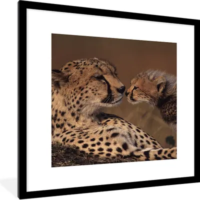 Produktbild von MuchoWow® Gerahmtes Poster Gepardenmutter und Jungtier 40x40 cm - Poster mit Schwarzem Bilderrahmen Wandposter Rahmen Foto Bilder - Poster - Plakat im Rahmen