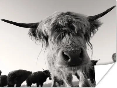 Produktbild von MuchoWow® Poster Schottischer Highlander - Schwarz - Weiß - Tiere 120x90 cm - Wandbild