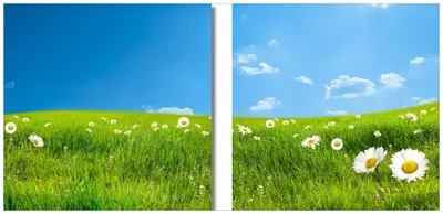 Produktbild von Wallario 2er Set Wandbilder aus Acryl, 50 x 50 cm, freischwebende Optik - Sommerwiese - Weiße Gänseblümchen vor blauem Himmel