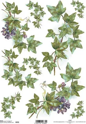 Immagine prodotto di ITD carta di riso per decoupage, edera R0970