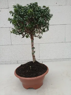 Produktbild von Stämmchen - Brautmyrte - Myrtus communis - 20cm + Krone