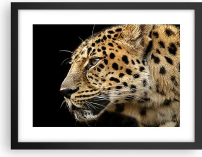 Produktbild von Gerahmtes Poster - Schwarzer Rahmen - Tiere Leopard wilde Katze wilde Tiere - 40x30 cm - Wand Bild - Wanddeko - Wandbilder - Wandposter - Bilderrahmen - Bilder - Kunstdruck - P2BAA40x30-0433