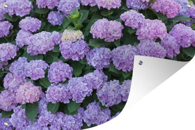 Produktbild von MuchoWow® 60x40 cm Outdoor-Poster Gartendeko Sichtschutz Garten Poster für den Garten  Hortensienpflanze