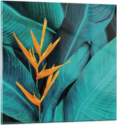 Produktbild von Bilder auf glas - Einteilig - Blumen Tropen Blätter - 50x50cm - Glasbilder - Wandbilder - Bilder - zum Aufhängen bereit - Wanddekoration aus Glas - Glas Bilder - Wandbild auf Glas - GAC50x50-5116