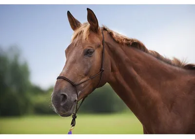 Produktbild von Weiches ethologisches Halfter in verschiedenen Farben, Farbe:Schwarz, Größe:Ponygröße