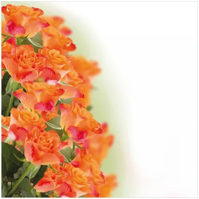 Produktbild von Wallario Premium Glasbild, freischwebende Optik, kräftige Farben, Größe 30 x 30 cm Motiv Orangene Rosenblüten im Strauß