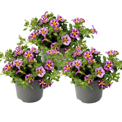 Produktbild von Zauberglöckchen Minihängepetunie Calibrachoa 12cm Topf Set mit 3 Pflanzen zweifarbig lila-gelb