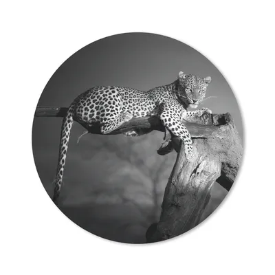 Produktbild von MuchoWow® Mauspad Mousepad Panther - Baum - Tiere - Schwarz - Weiß 30x30 cm - Mousepads - Maus Mat - Pad - Mausunterlage - Tischunterlage - Schreibtischmatten