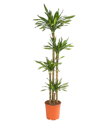 Produktbild von Dehner Drachenbaum Rikki, viertriebig, ca. 170-180 cm, Ø Topf 27 cm, Zimmerpflanze
