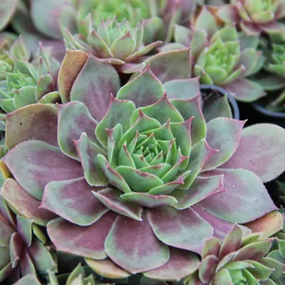 Image de 6 x hémérocalle  - Sempervivum 'Othello'  | Pot 9 cm x 9 cm