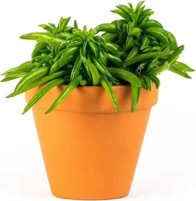 Obrázek produktu pro Gardners Peperomia Happy Bean, průměr 11 cm