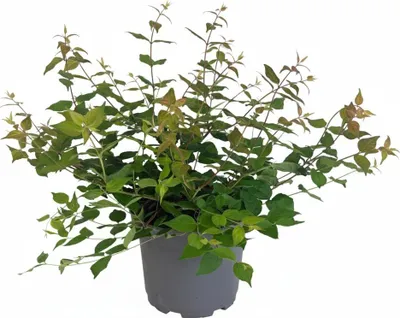 Produktbild von Kolkwitzia amabilis, Kolkwitzie, rosa Blüten, 40–60 cm
