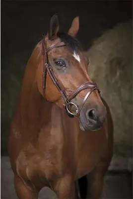 Produktbild von Norton Equestrian Vague Halfter Braun Full Braun Full